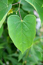 Heart-shaped, Cercis canadensis - Eastern Redbud Tree Leaf II