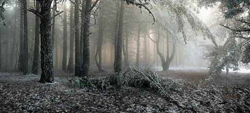 Fog in the forest
