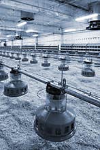 Automated integrated poultry farm