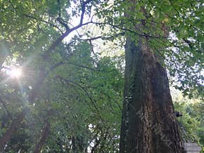 sustainable energy from the sun  forest tree environmental