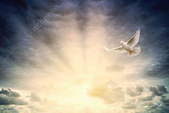 Beautiful view of a white dove flying during sunrise - heaven concept