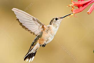 Broad Tailed Hummingbird