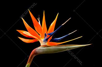 Bird of Paradise Flower