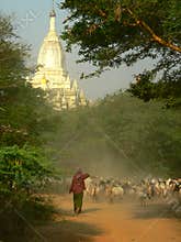 Goat Herding, Bagan Archaeological Zone, Heritage Site. Myanmar (Burma)