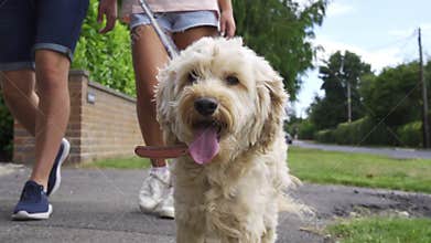 Young couple walking towards camera with pet cockapoo dog