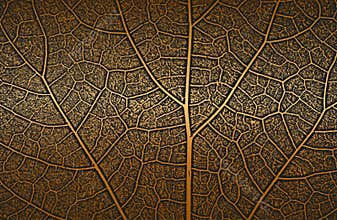 Distress tree leaves, leaflet texture on golden background. Black and white grunge background. EPS8 vector