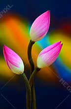 Sensual bicolor lotus flower buds against abstract background