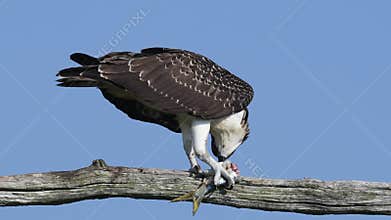 Juvenile Osprey in a Tree Eating a Fish