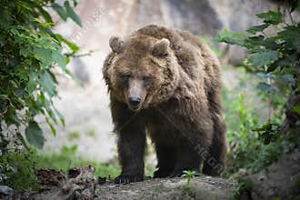 Endangered brown bear