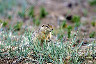 Richardson`s Ground Squirrel   604619