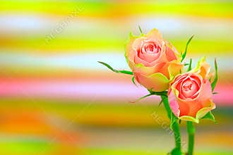 Exotic half open bicolor roses on colorful abstract backdrop