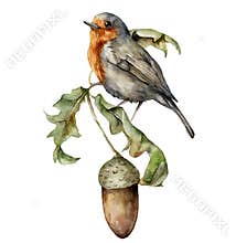 Watercolor autumn composition with robin redbreast and acorn. Hand painted bird and oak leaves isolated on white