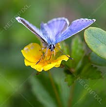 Blue butterfly