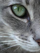Green Cat Eye Macro Close Up