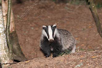 Badger