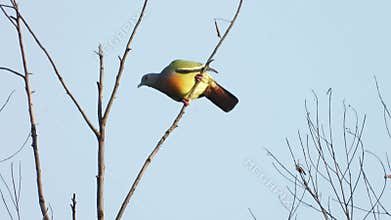 Pink-necked Pigeon bird catching on the dead plant