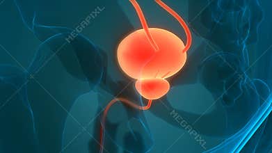 Human Internal Organs Urinary System Kidneys with Bladder Anatomy Animation Concept