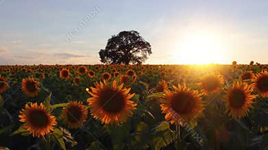 Field of blooming sunflowers and tree on a background sunset