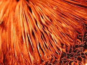 Unique Nature Frills Textures