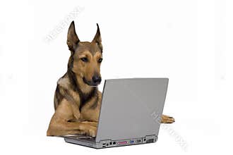 Dog working on laptop