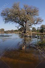 Wetland Habitat - Botswana