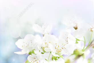 Cherry flowers background