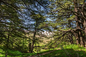 The Cedars of God, Lebanon
