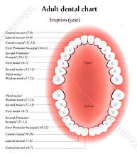 Adult Teeth anatomy