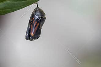 Monarch butterfly about to emerge from chrysalis