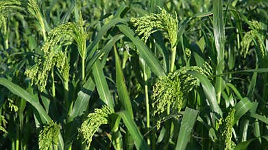 Close-up beautiful green sorghum sways in the wind on a field. Grain crop culture.