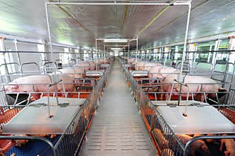 Curious pigs in Pig Breeding farm in swine business in tidy and clean indoor housing farm