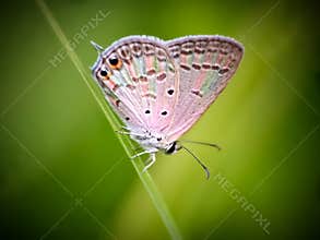 Butterfly  rainbow colour