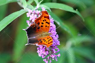 Question Mark Butterfly