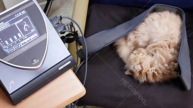 Motion of sleepy persian cat on chair while doing Bemer therapy at home