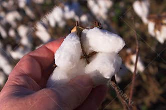 Cotton Boll