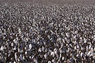 Cotton Field