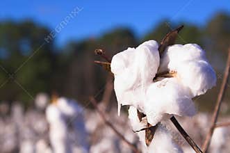 Cotton Boll