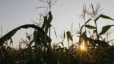Corn field with sunbeams