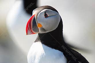 Puffin closeup