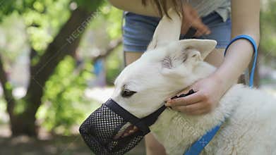 Woman puts a muzzle on a dog