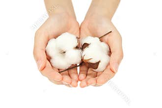 Cotton