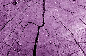 Old dirty tree cut close-up in purple tone
