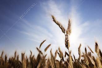 Wheat with sun