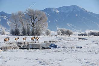 Elk on the Move
