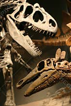 T-Rex Skeleton