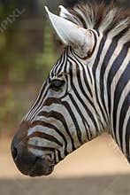 Zebra at Zoo