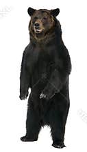 Female Brown Bear, 12 years old, standing