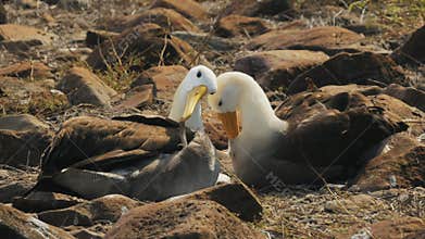 Waved albatross pair preening their feathers on isla espanola in the galapagos
