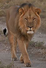 Beautiful Lion Caesar in the golden grass of Masai Mara, Kenya