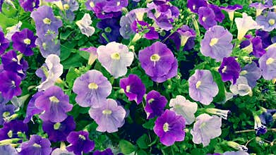 Petunia flower